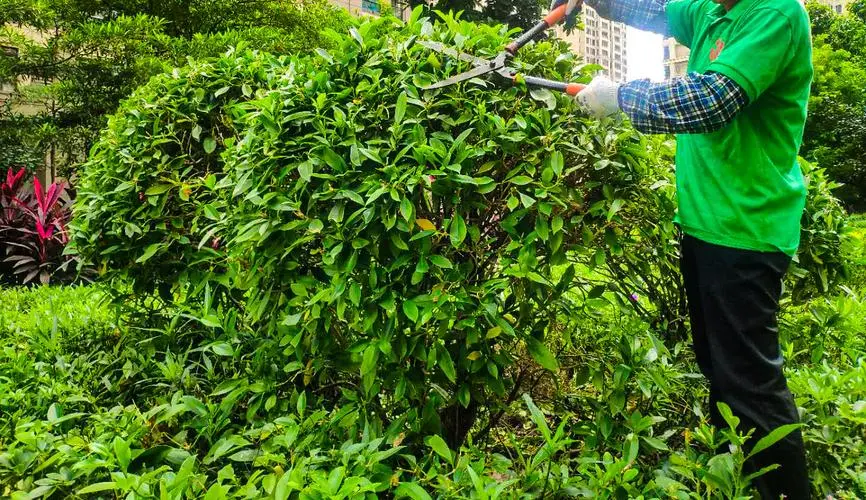 绿化工程如何提高城市的生态可持续性？