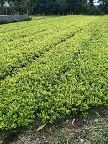 绿化工程球形种植造型设计