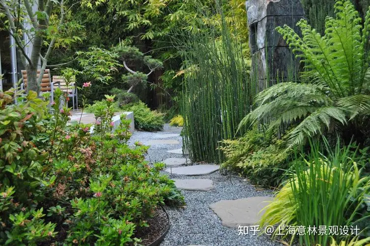 绿化工程用瓜子黄杨种植基地