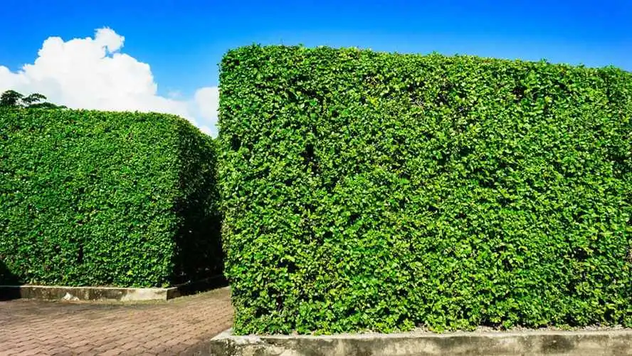 园林绿化工程质量验收规范是什么？